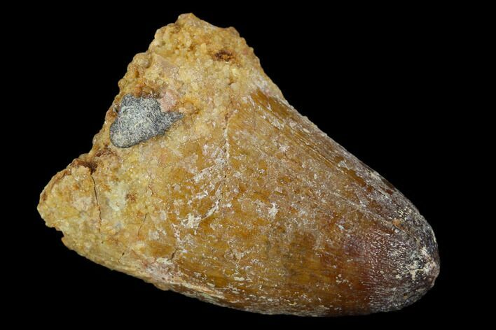 Cretaceous Fossil Crocodile Tooth - Morocco #122458